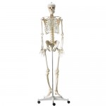 Skelett, naturlig storlek, stativ