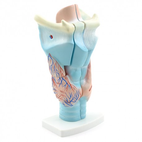 Larynx, 3-delt